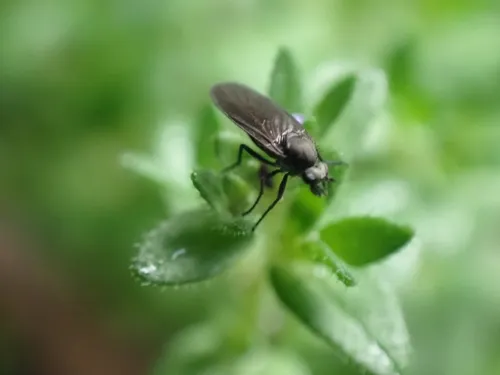 Bolbomyia wuorentausi