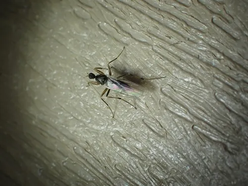 Tachypeza inusta
