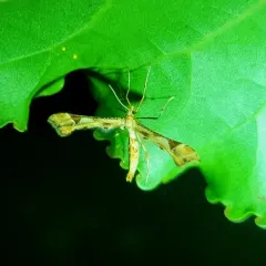 Artichoke Plume Moth thumbnail 4
