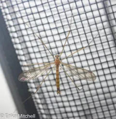 Elephantomyia westwoodi thumbnail 2