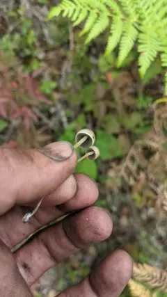 Panaeolus alcis thumbnail 1