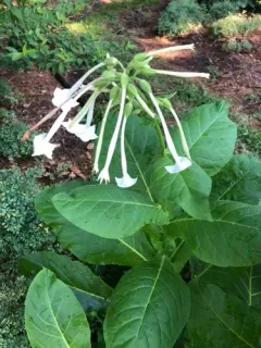 Woodland Tobacco thumbnail 4