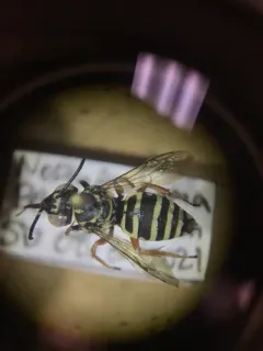 Sunflower Cuckoo Nomad Bee thumbnail 1