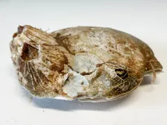 rough barnacle thumbnail 3