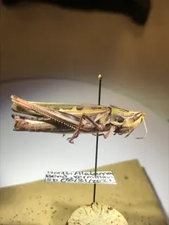 Admirable Grasshopper thumbnail 3