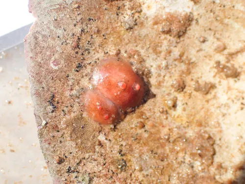 Blood Drop Sea Squirt