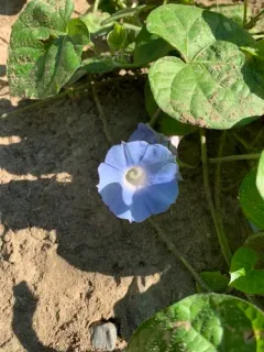 Japanese morning glory thumbnail 2