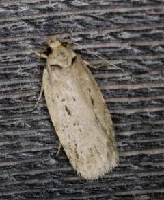 Black-dotted Birch Leaftier Moth thumbnail 3