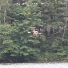Brown Booby thumbnail 2