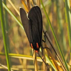 White-margined Ctenucha Moth thumbnail 3