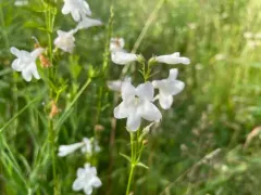 White Wand Beardtongue thumbnail 4
