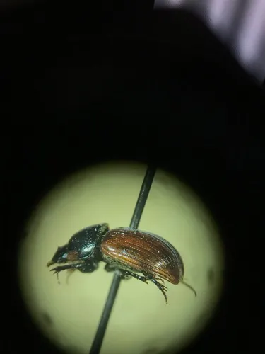 European Dung Beetle