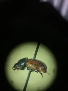European Dung Beetle thumbnail 1