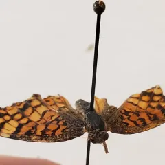 Sagebrush Checkerspot thumbnail 1