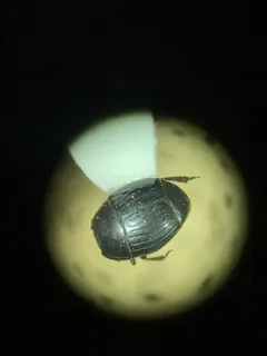 Atholus sedecimstriatus thumbnail 1