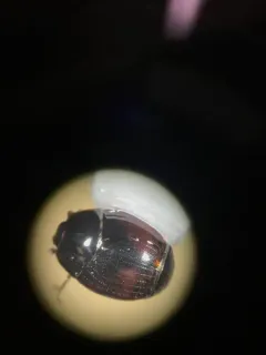 Phelister subrotundus thumbnail 1