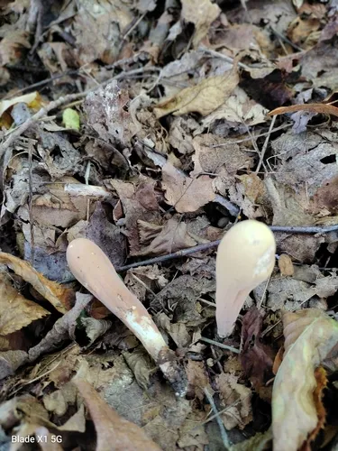 Clavariadelphus americanus