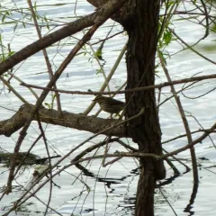 Northern Waterthrush thumbnail 4