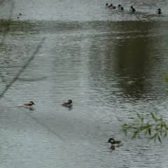 Bufflehead thumbnail 4
