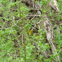 Cape May Warbler thumbnail 4