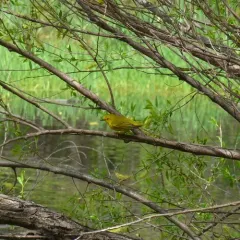 Northern Yellow Warbler thumbnail 4