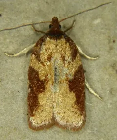 Acleris oxycoccana thumbnail 2