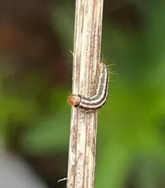American Sunflower Moth thumbnail 2