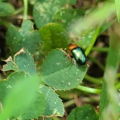 Knotweed Leaf Beetle thumbnail 3