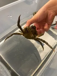 Longnose Spider Crab thumbnail 3