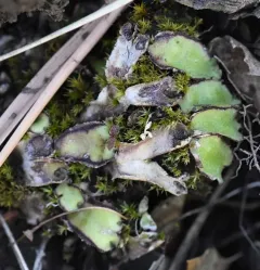 Hemisphaeric Liverwort thumbnail 2