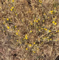 Yellow Star-Thistle thumbnail 2
