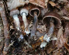 Cortinarius brunneus thumbnail 1