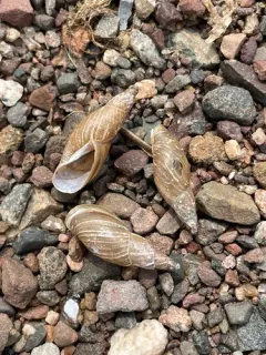 Flat-whorled Pond Snail thumbnail 2