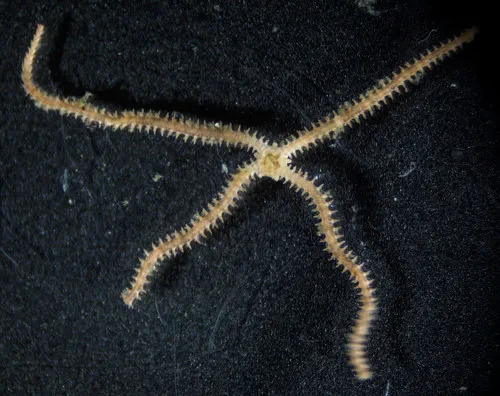 Black-and-white Brittle Star