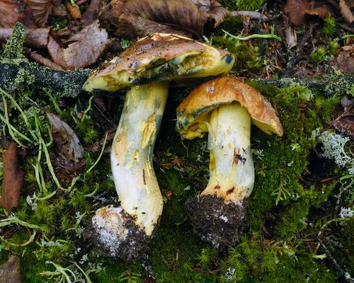 Boletus luridellus