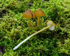 Entoloma luteum thumbnail 3