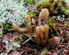 Microglossum fumosum thumbnail 1