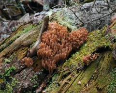 Ramaria rubella thumbnail 4