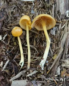 Entoloma unicolor thumbnail 1