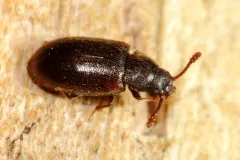 Pisenus humeralis thumbnail 4