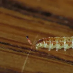Lotisma trigonana thumbnail 3