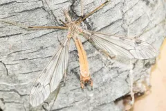 Tipula macrolabis thumbnail 1