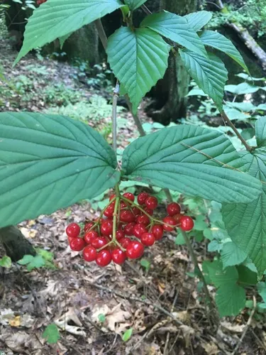 wright viburnum