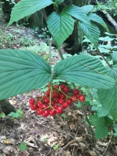 wright viburnum thumbnail 1