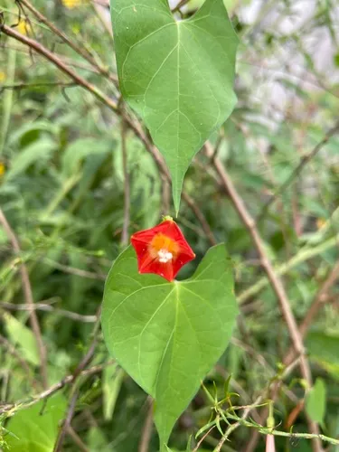 red morning glory