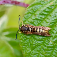 Raspberry Crown Borer thumbnail 4