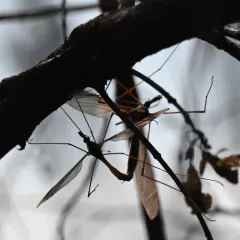 Giant Western Crane Fly thumbnail 2