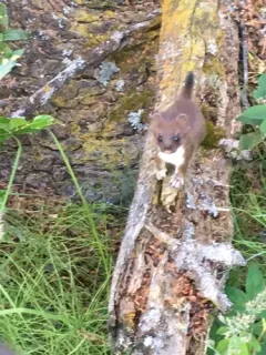 Eurasian Stoat thumbnail 4