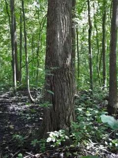 Swamp Cottonwood thumbnail 3