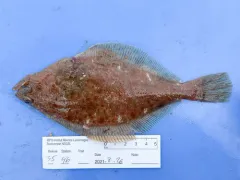 American Plaice thumbnail 2